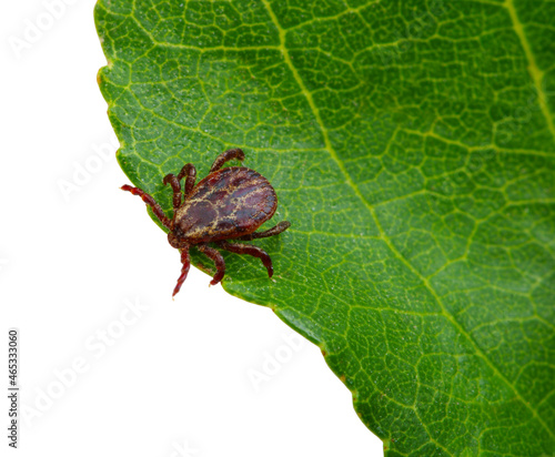 Tick insect sitting on a green leaf