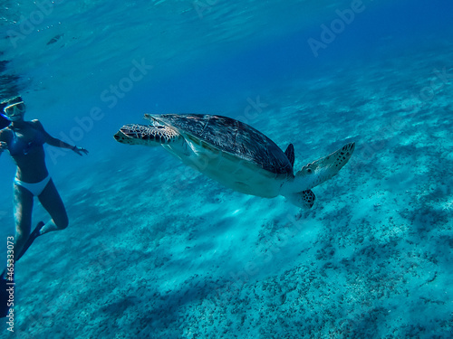 Turtle in the Red Sea
