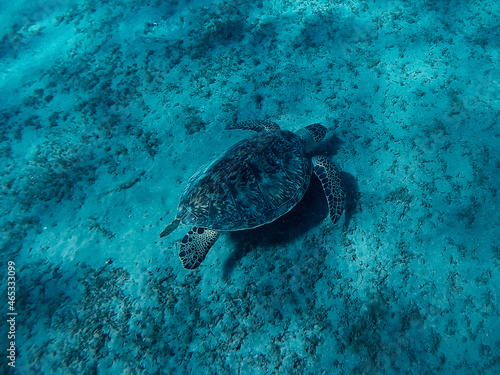 Turtle in the Red Sea © diaghe