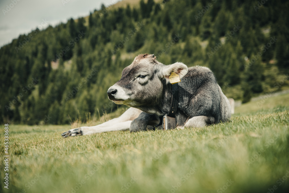 Fototapeta premium Kuh liegt in der Wiese