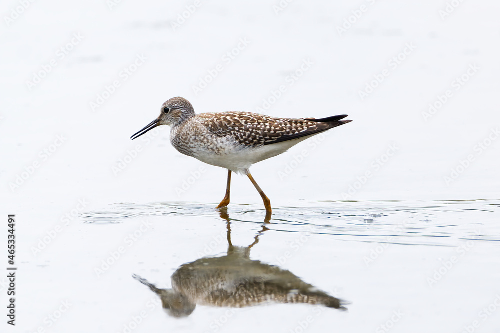 Lesser Yellowlegs with water reflection Lesser Yellowlegs with water reflection