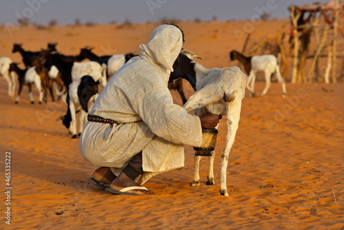 Shingetti. Mauritania. A nomad shepherd with a vessel in his hands milks the goats of his flock in the endless sands of the Sahara Desert.