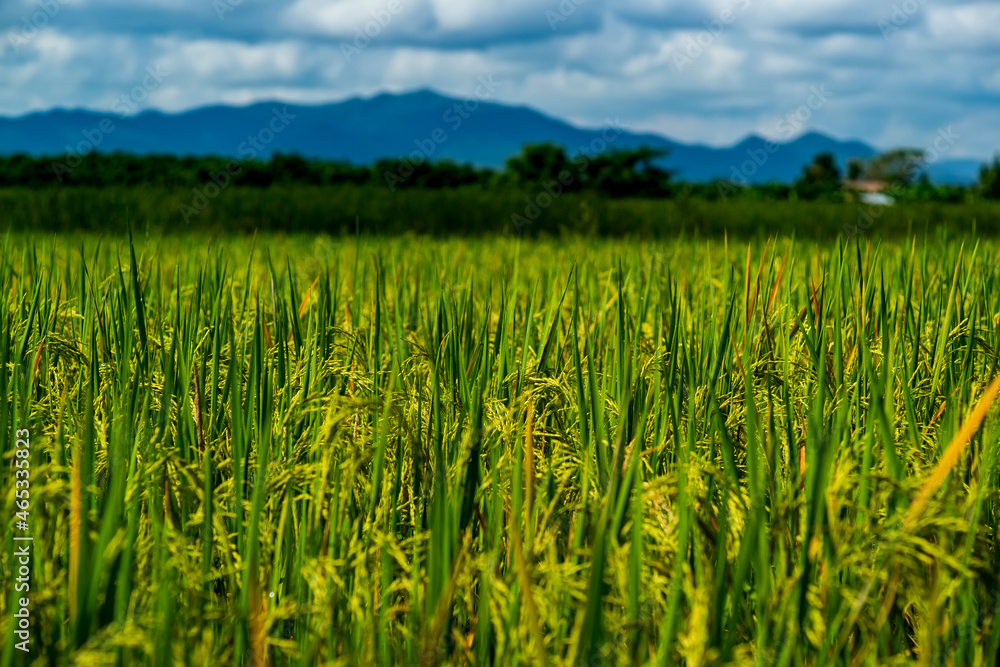 Rice field scenery in the harvest season, Asia Rice field scenery in the harvest season, Asia