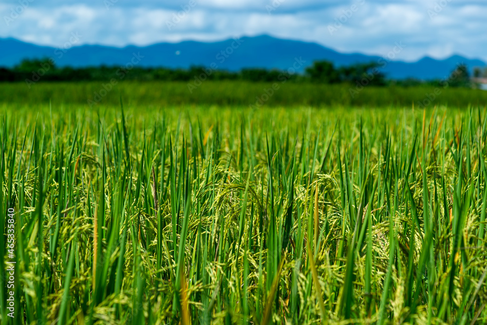 Rice field scenery in the harvest season, Asia Rice field scenery in the harvest season, Asia