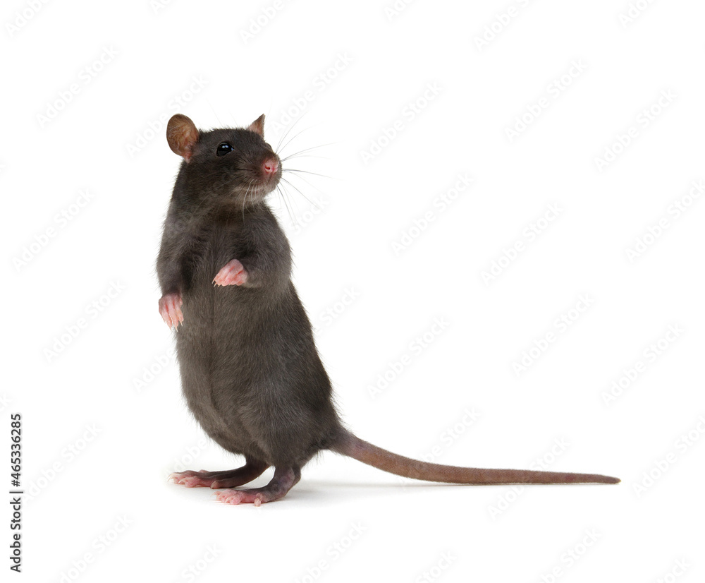 Rat close-up isolated on white background Rat close-up isolated on white background