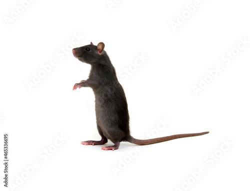 Rat standing on hind legs isolated on white