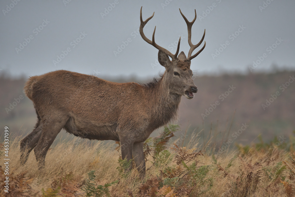 Fototapeta premium Young Red deer buck standing in long grass and ferns.