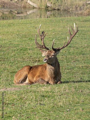 deer in the forest