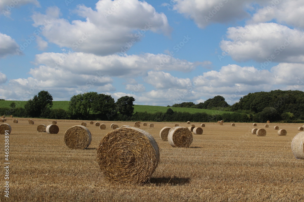Fototapeta premium A field on a summer's day with hay bales in a field waiting to be harvested with blue sky and clouds in background, near Wakefield West Yorkshire in the UK