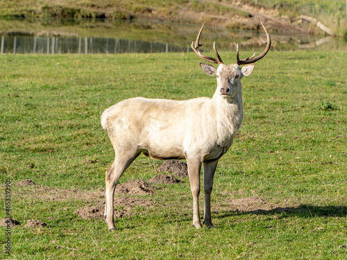 deer in the grass