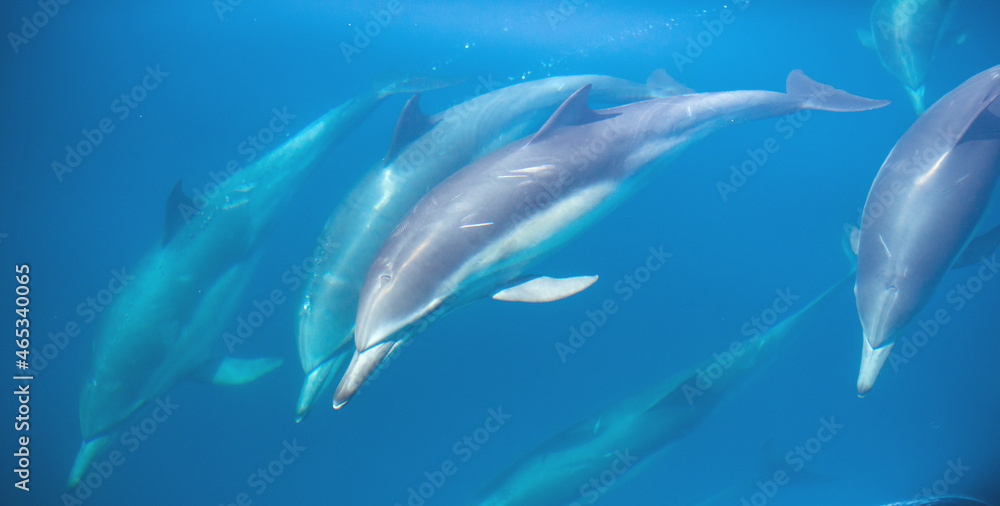 Fototapeta premium Common Dolphins Underwater in the Santa Barbara Channel, California