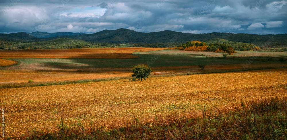 Landscape of the golden field by day. Russia Landscape of the golden field by day. Russia