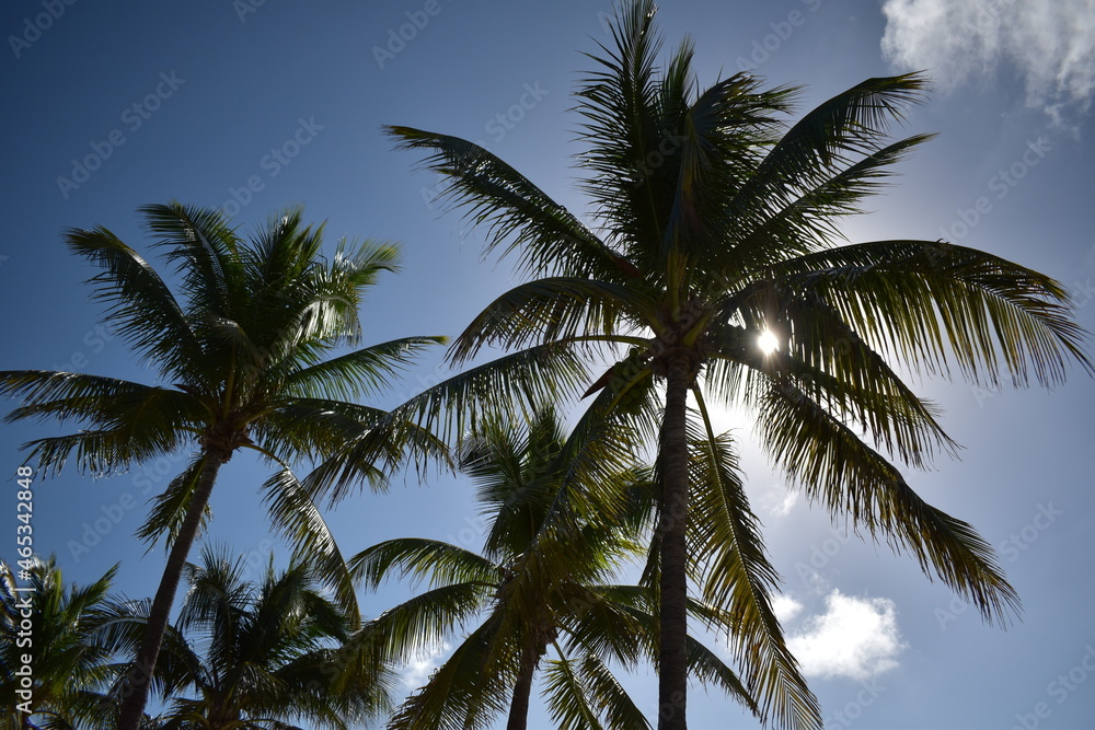 Obraz premium palm tree in the sky