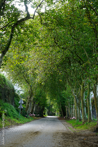 green alley on the azores islands