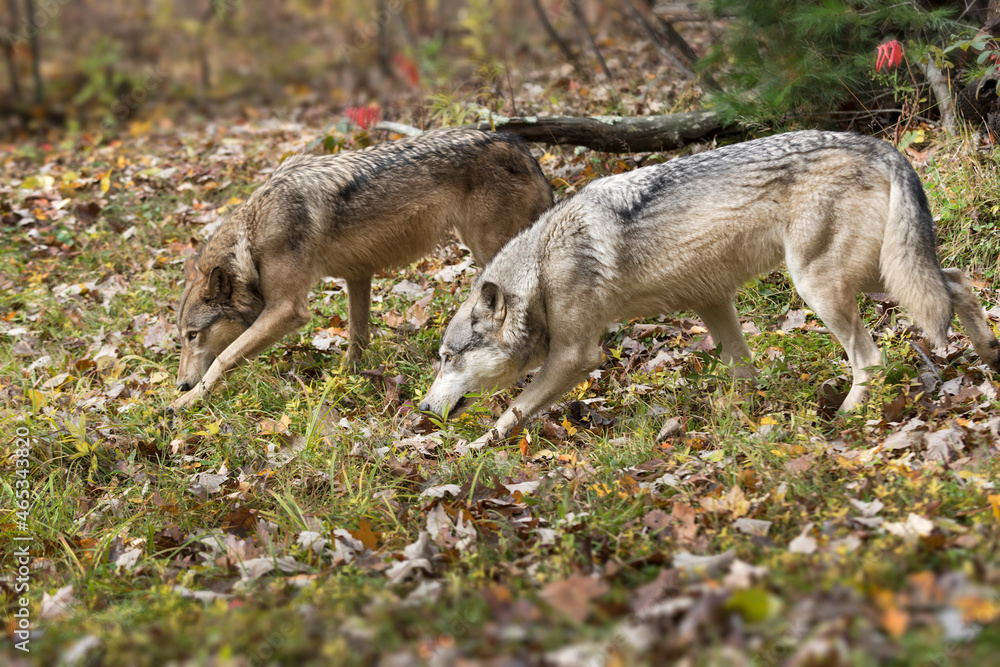 Pair of Grey Wolves (Canis lupus) Move Left Noses to Ground Autumn