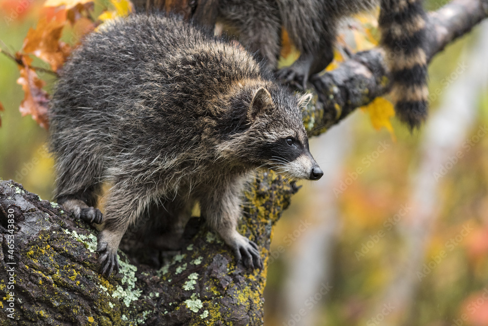 Obraz premium Raccoon (Procyon lotor) Looks Out From Tree Second in Background Autumn