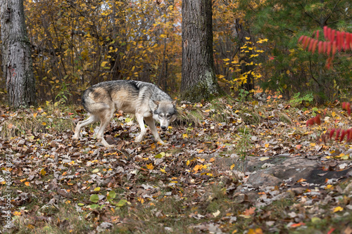 Grey Wolf (Canis lupus) Steps Right on Edge of Woods Autumn