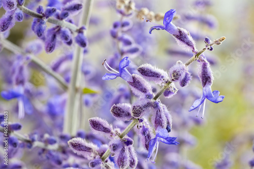 Salvia yangii (Perovskia atriplicifolia), commonly called Russian sage. This cultivar is the Perovskia atriplicifolia “Blue Spire” and produces blue flowers from early summer to late autumn.