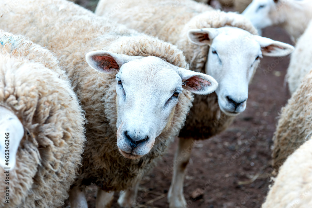 Beautiful flock of wool sheep on a farm