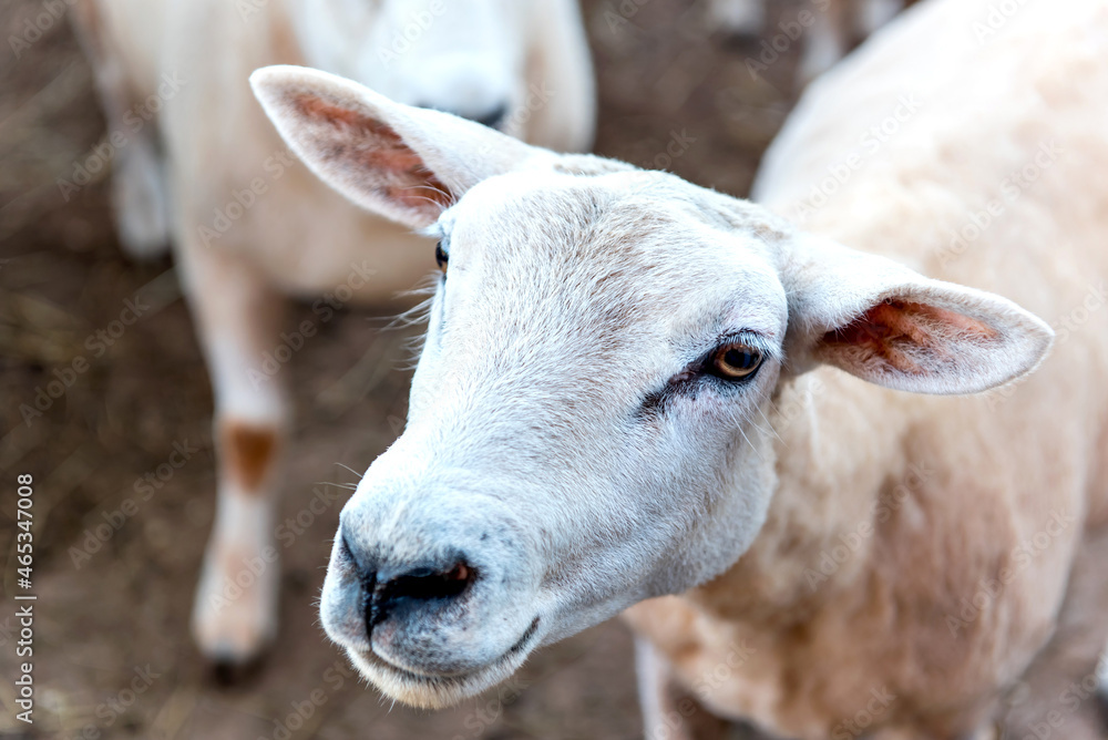 Beautiful short wool shaved sheep.