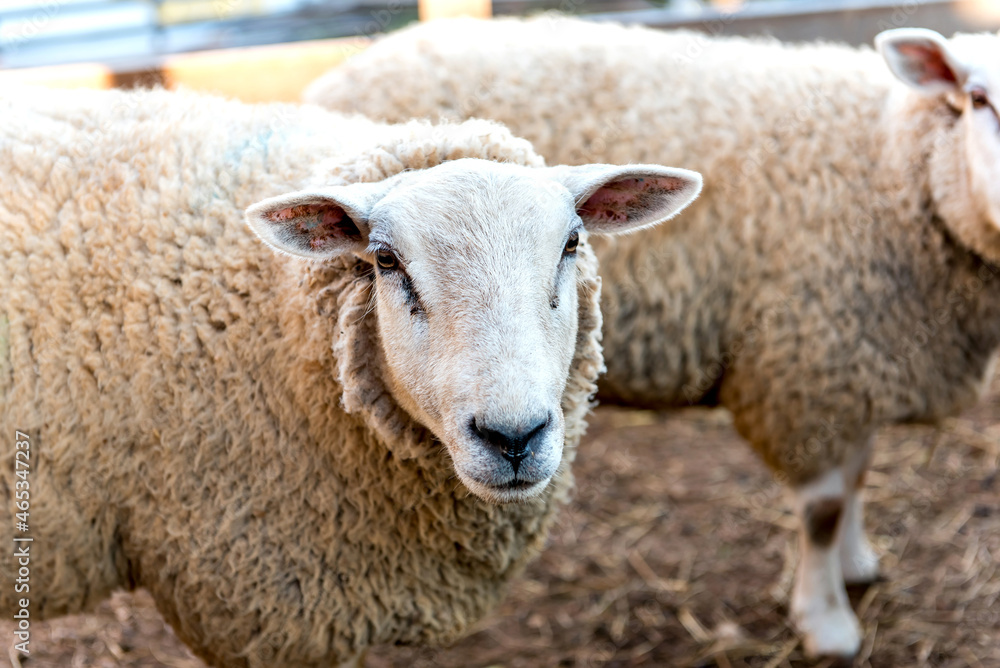Flock of sheep on farm, selective focus on sheep looking at camera Flock of sheep on farm, selective focus on sheep looking at camera