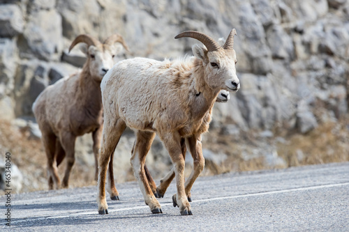 A young male Bighorn Sheep crossing a road. Taken in Banff  Canada