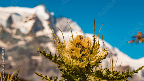 Spiniest thistle, Cirsium spinosissimum, in front of the famous Grossglockner summit, Kaernten, Austria photo