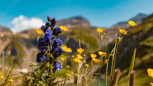 Blue monkshood, aconitum napellus, at the famous Grossglockner High Alpine Road, Salzburg, Kaernten, Austria photo