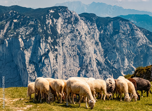 Beautiful alpine summer view with a herd of sheep and mountains in the background at the famous Loser summit, Altaussee, Steiermark, Austria