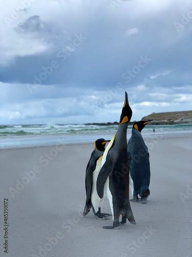 Penguin  Falklands Islands
