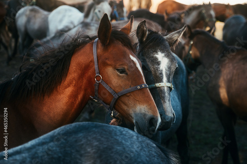 Two horses in the center of the herd
