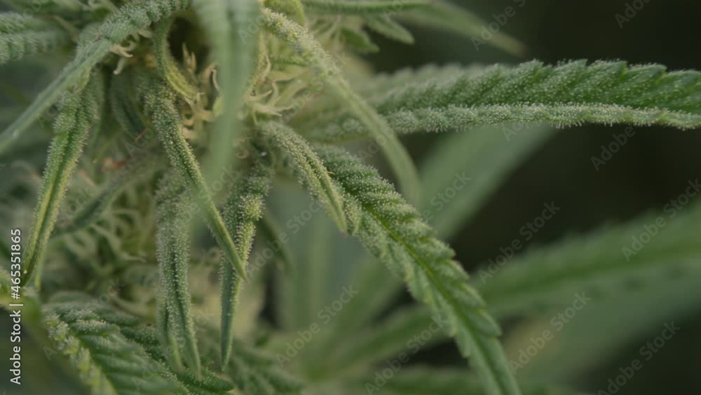 Hemp plant in bloom ready to harvest organic farm close up macro shot Hemp plant in bloom ready to harvest organic farm close up macro shot
