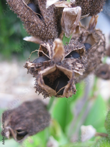 Semilla de cannaceae