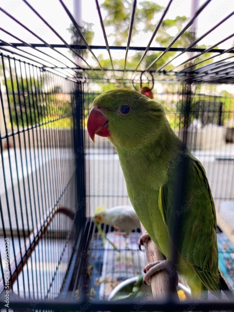 Obraz premium Parrot in cage