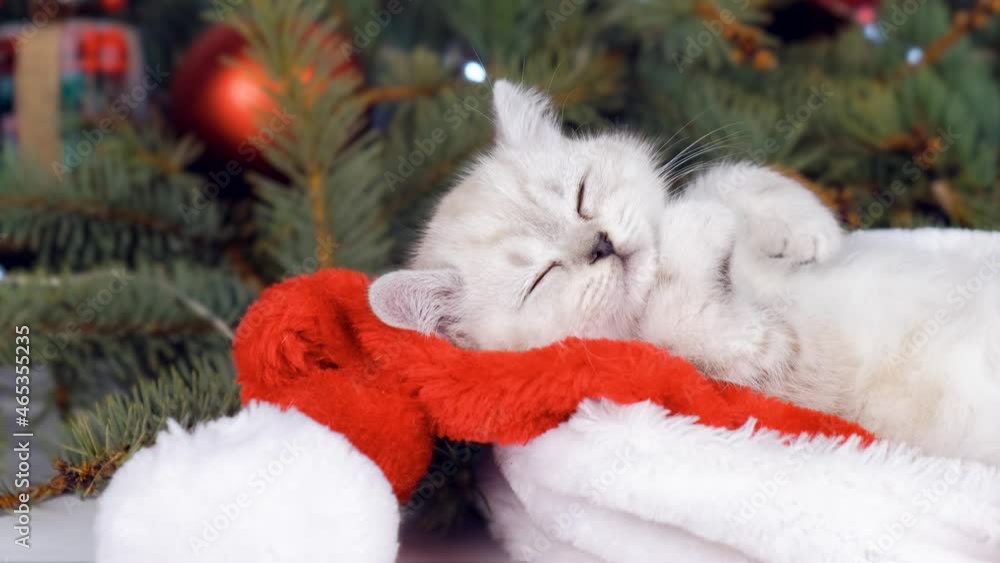 The kitten sleeps on the background of a Christmas tree in a Santa hat.