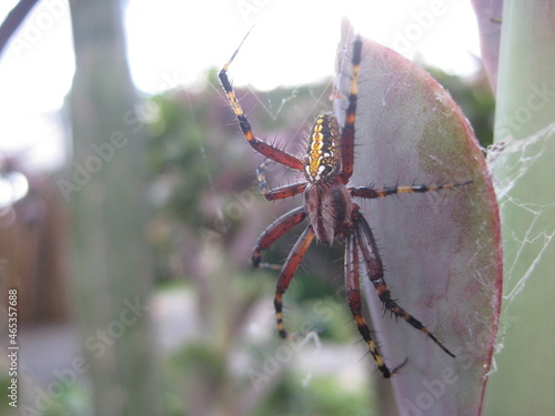 Araña de frente 