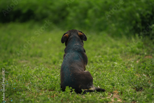 Fotografie, Obraz A Lonely Dog