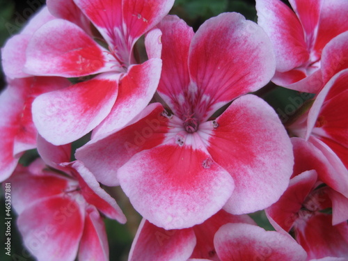 Flor de malva