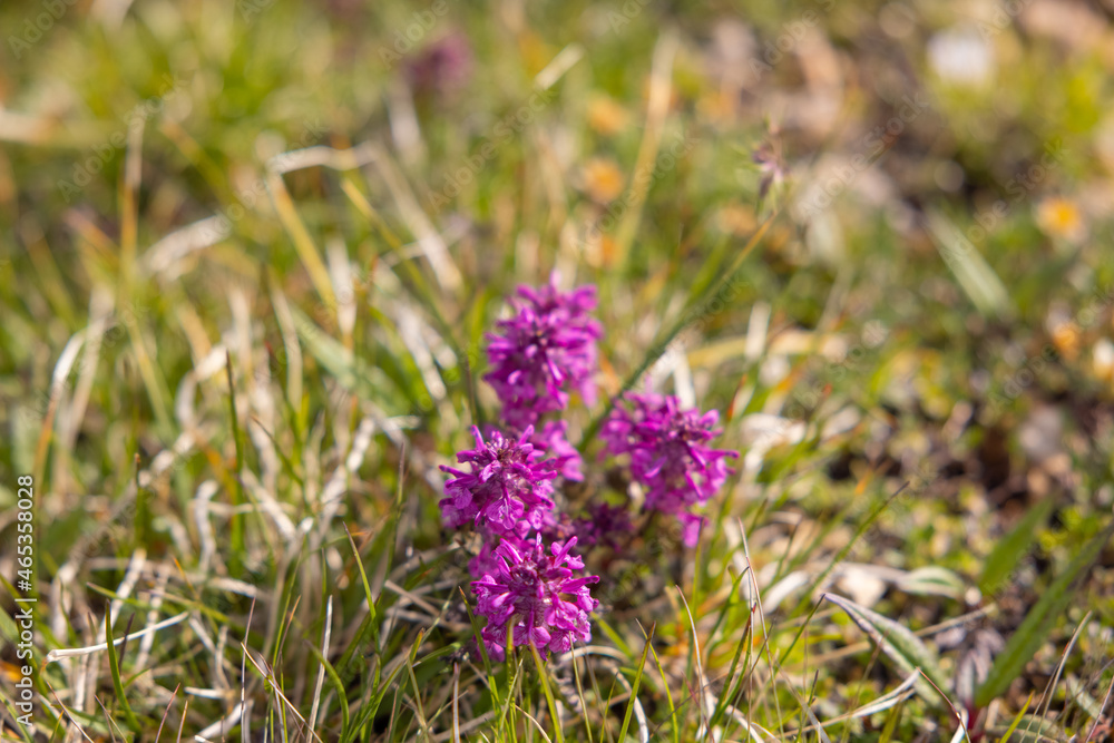 Wonderful flowers at the top of the mountain. Just beautiful colorful flowers. Amazing hiking day in one of the most beautiful area in Switzerland called Pizol in the canton of Saint Gallen. Wonderful flowers at the top of the mountain. Just beautiful colorful flowers. Amazing hiking day in one of the most beautiful area in Switzerland called Pizol in the canton of Saint Gallen.