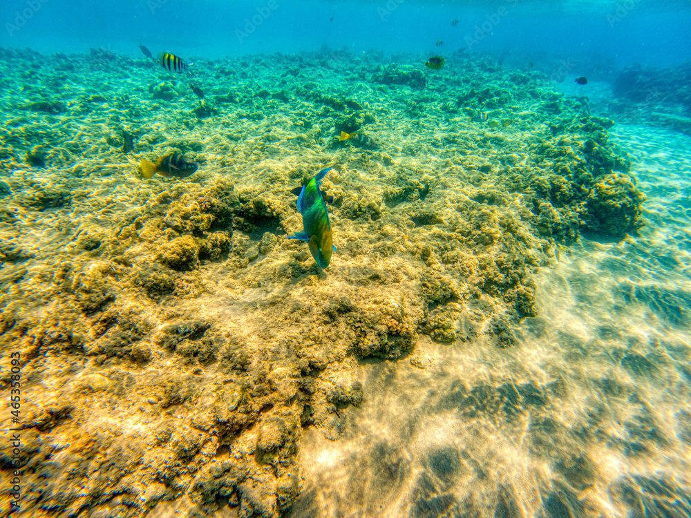 Obraz premium Various fishes swimming and feeding at Red Sea coral reefs during summer morning.