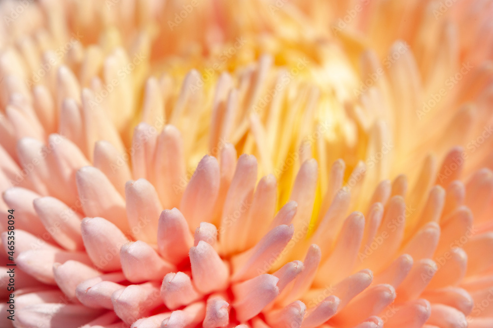 Peach and yellow aster petals close-up. Abstract floral background Peach and yellow aster petals close-up. Abstract floral background