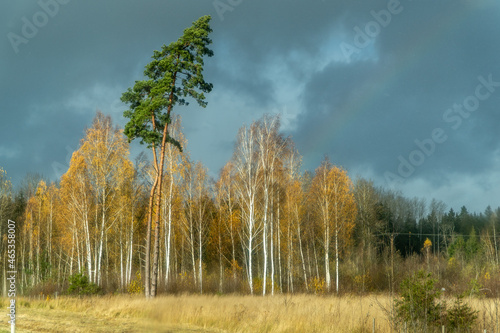Wallpaper Mural autumn landscape with trees and clouds Torontodigital.ca