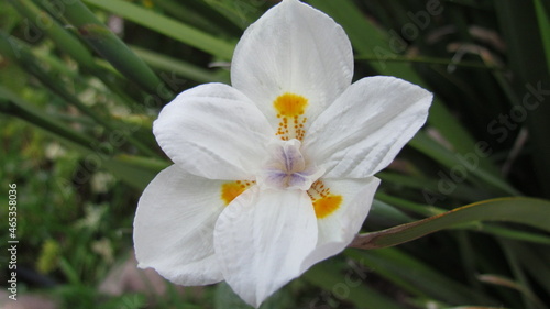 Flor blanca