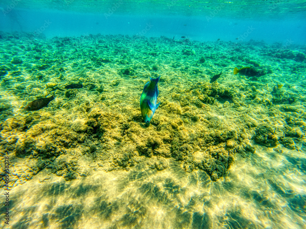 Various fishes swimming and feeding at Red Sea coral reefs during summer morning.
