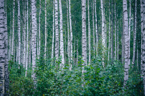 green birch forest pattern Latvia landscape © Neils