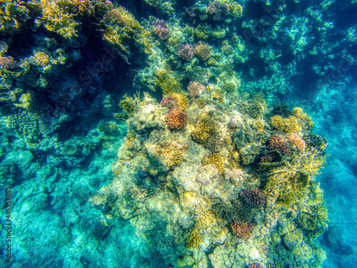 Great Red Sea coral reef during summer day in Egypt.