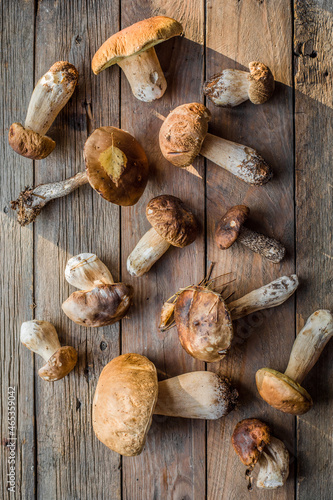 Forest edible mushrooms close up. Ceps boletus edulis over wooden background, rustic table.