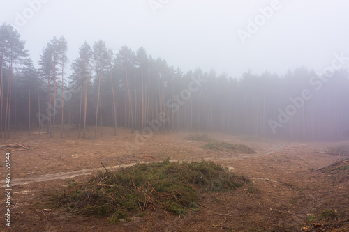 Breaks of branches on the background of a pine forest after a pirated cutting of trees.