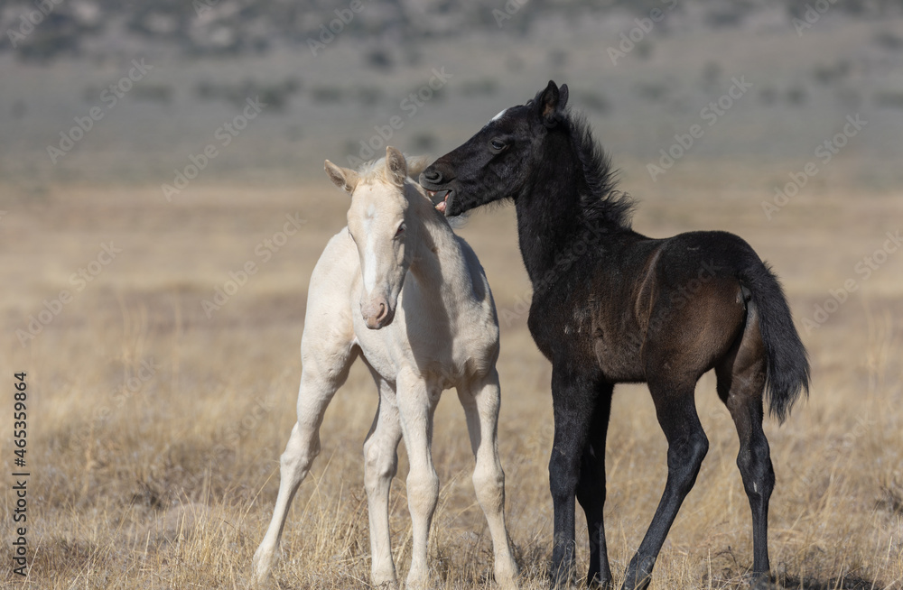 Obraz premium Cute Wild Horse Foals in the Utah Desert