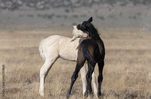 Cute Wild Horse Foals in the Utah Desert